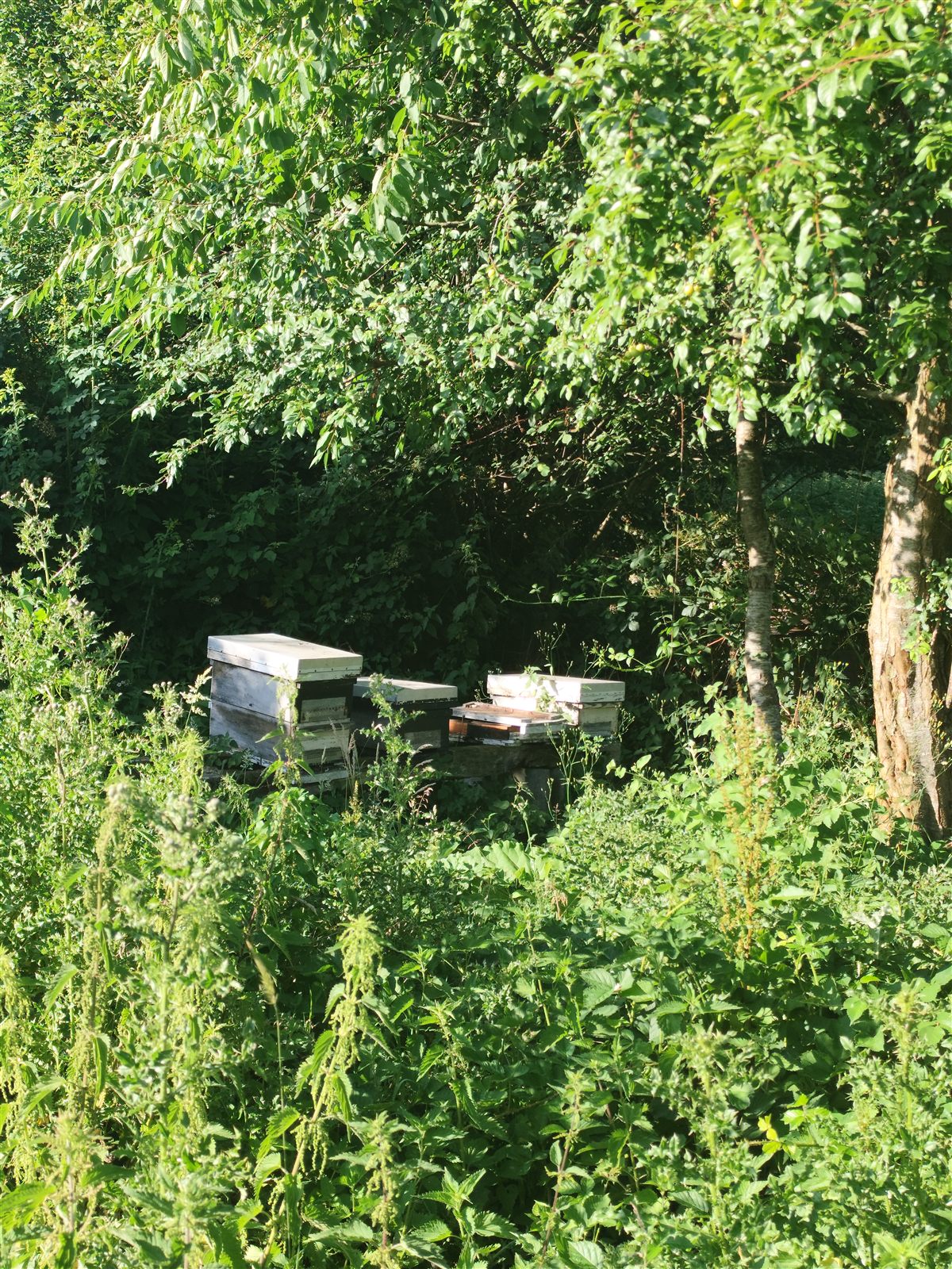 Le rucher de Beaumoucel
