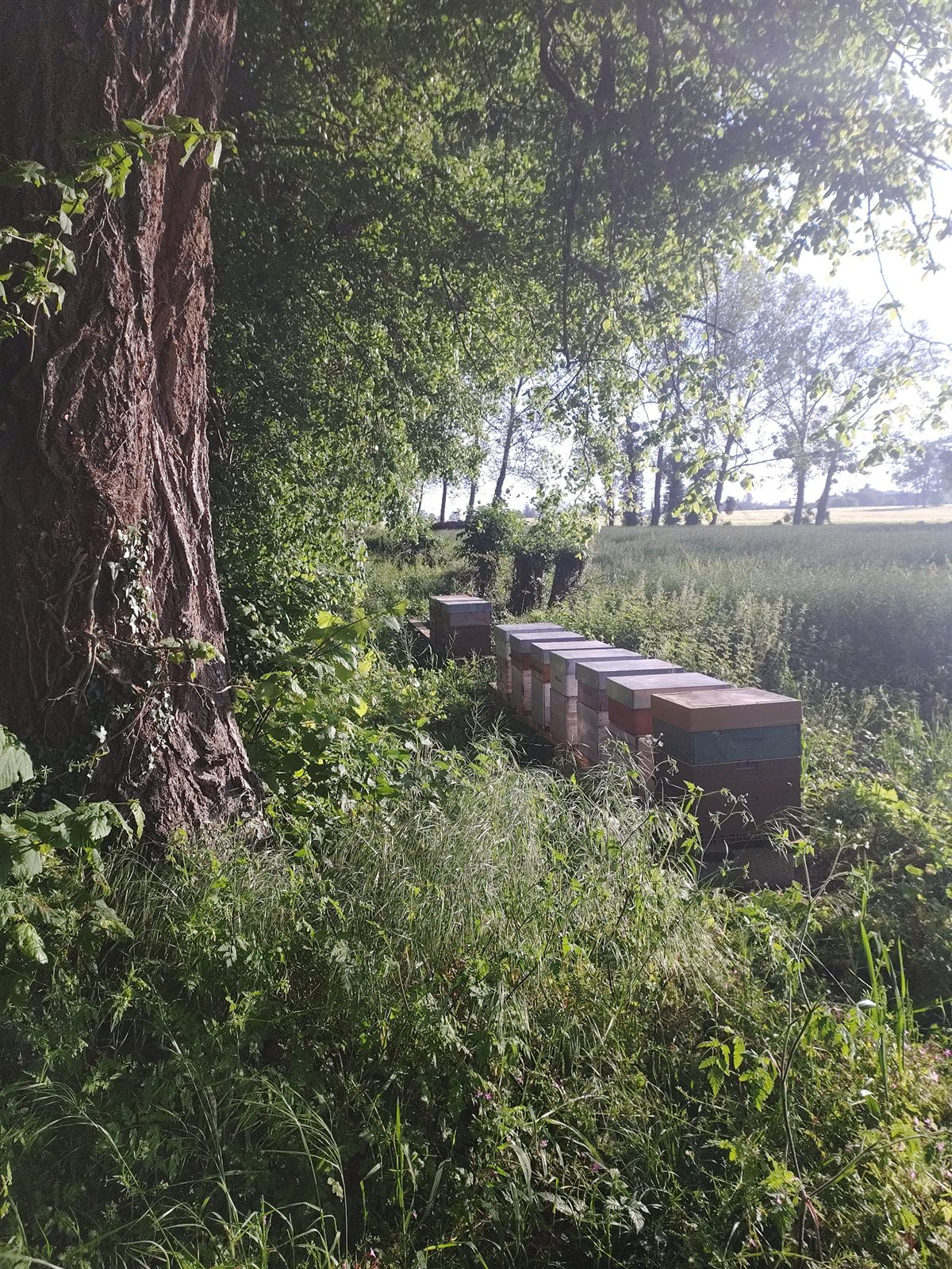 Le rucher de Beaumoucel, ruches en Normandie